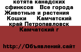 котята канадских сфинксов - Все города Животные и растения » Кошки   . Камчатский край,Петропавловск-Камчатский г.